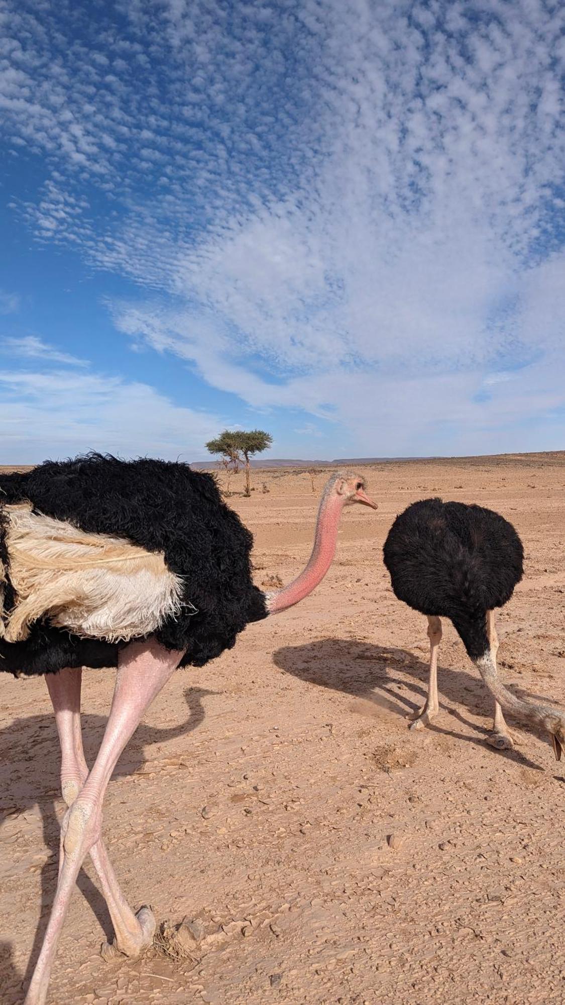 Kasbah Desert Camp M'Hamid Zewnętrze zdjęcie